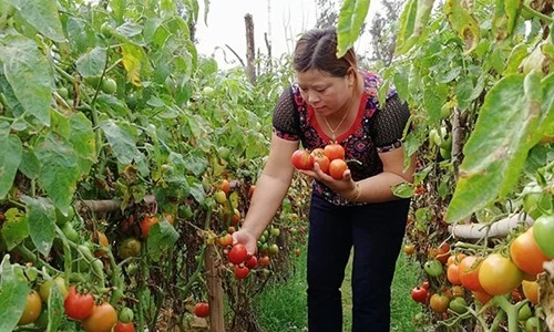 Lạ mắt vườn cà chua ghép trên gốc cà tím thu tiền tỷ