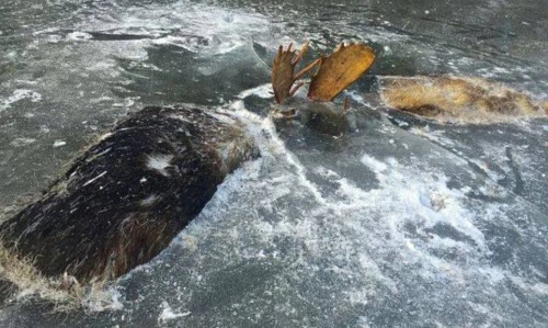 Mải đánh nhau, cặp nai sừng tấm rơi xuống hồ băng chết thảm