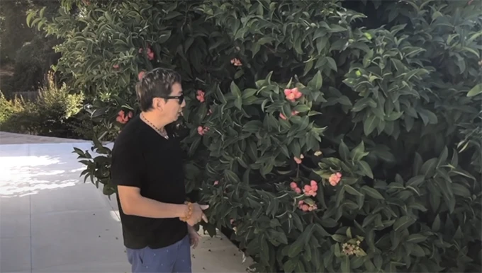 Mãn nhãn vườn rau và trái cây xanh tốt trong nhà ca sĩ Trường Vũ