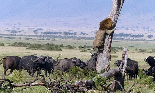 Sư tử leo tót lên cây trốn đàn trâu rừng hung dữ