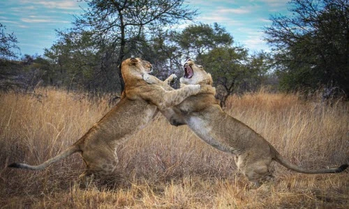 Chơi đùa quá đà, chị em sư tử đánh nhau chí chết