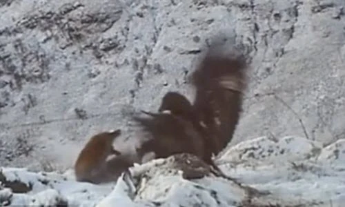 Đại bàng quyết chiến tranh mồi với cáo trên núi tuyết