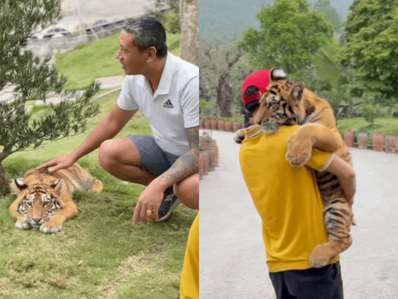 Bé hổ tên Ngao "đại sứ du lịch" triệu view của Việt Nam