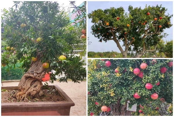 Ngắm lựu bonsai cổ thụ “hét giá” 100 triệu khiến đại gia mê mẩn 