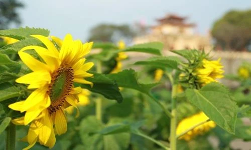 Giới trẻ thích thú “check in” tại vườn hoa hướng dương “gây sốt” ở Hà Nội