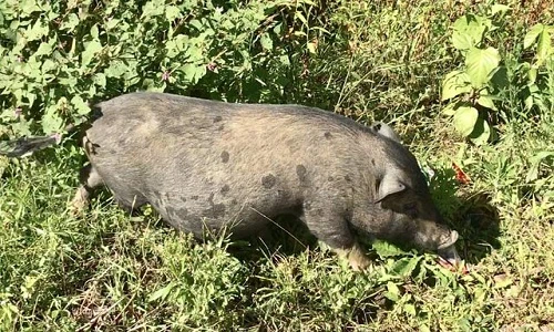 Giống lợn “miễn nhiễm” với cảnh rớt giá, ế ẩm