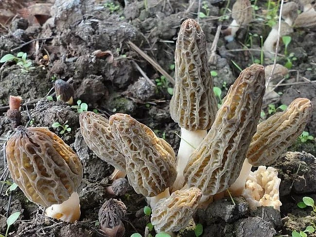 Nấm mọc hoang “quý như vàng”, 15 triệu đồng/kg có gì đặc biệt?