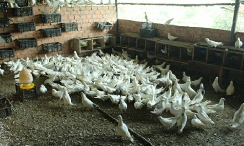 Những triệu phú làm giàu từ chim bồ câu