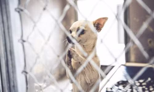 Xúc động xem chó cầu xin được nhận nuôi 