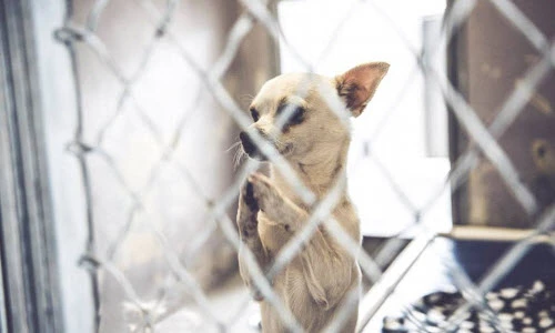 Xúc động xem chó cầu xin được nhận nuôi 