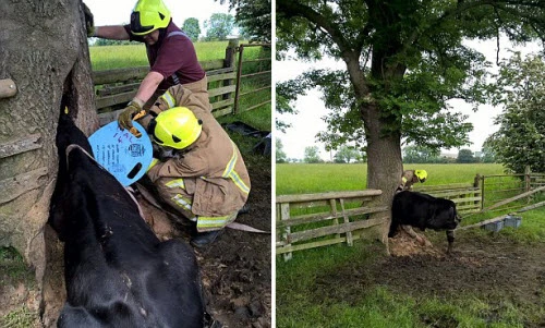 Kịch tính giải cứu bò mắc kẹt đầu trong hốc cây 