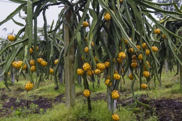 Mục sở thị thanh long vàng độc lạ hút nhà giàu Việt