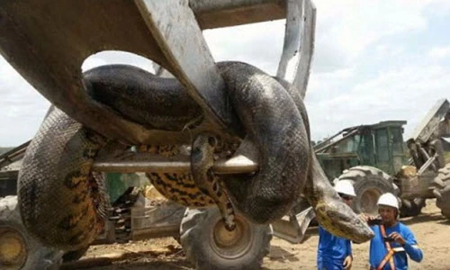 Kinh hãi với trăn khồng lồ dài 10m ở Brazil