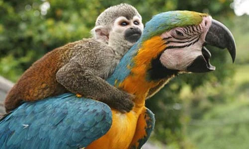 Khoảnh khắc động vật khác loài cõng nhau ngộ nghĩnh