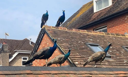 Ảnh động vật: Khỉ nhai khẩu trang y tế, chó ngồi trên trụ bê-tông ngâp nước