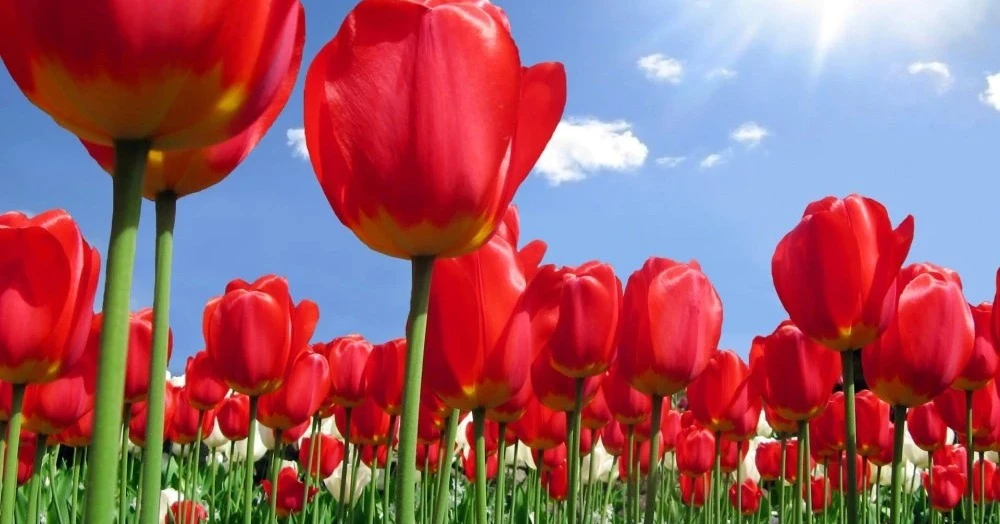 3 con giáp siêng năng lại có chí tiến thủ, trung niên hứa hẹn giàu có