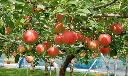 Choáng ngợp vương quốc trái cây siêu hiếm, ai nhìn cũng phát thèm