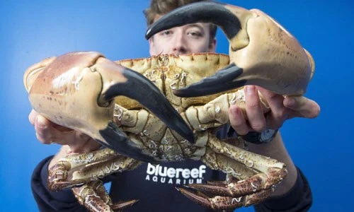 Bắt được cua khổng lồ ngoài hành tinh nặng hơn 4 kg