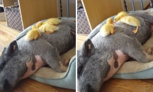 Tình bạn thân thiết kỳ lạ giữa vịt con và lợn