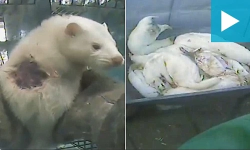 Rùng rợn cảnh lột lông chồn làm áo khoác cho quý bà sành điệu