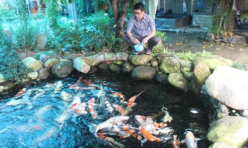 “Đột nhập” trại cá Koi Nhật tiền tỷ ở miền Tây