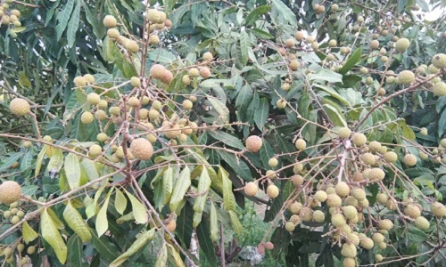 Thích thú nhìn nhãn Hưng Yên sai trĩu, hứa hẹn mùa bội thu