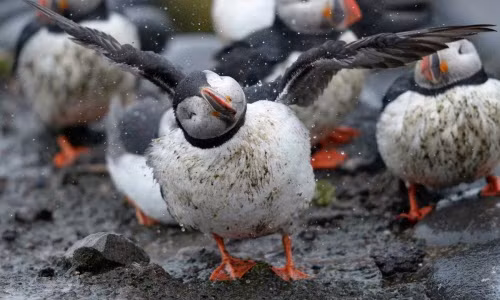 Những động vật nguy cơ tuyệt chủng vì biến đổi khí hậu
