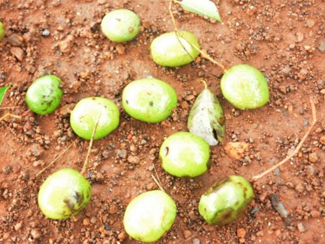 Thứ mọc dại xưa rụng đầy gốc, dân nhặt về bán 200.000 đồng/kg