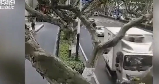 Thùng xe tải bị nhánh cây đâm nát trên đường