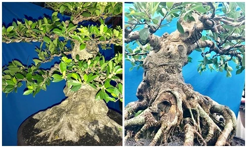 Mãn nhãn loạt si bông Đài Loan mới lạ chơi Tết