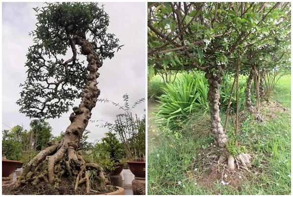 Tận thấy loài cây nổi u cục khắp thân giúp nông dân “hốt bạc“