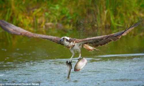 Kịch tính cảnh chim ưng biển săn đôi cá cùng lúc