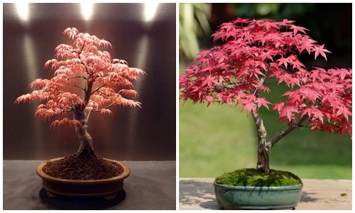 Mê tít những chậu phong lá đỏ để bàn siêu đẹp