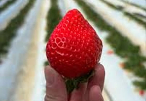 Dâu tây 500.000 đồng/quả đang gây sốt ngon cỡ nào?