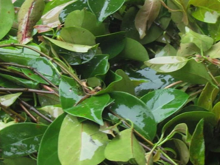 Trước mọc bờ bụi không ai lấy, nay thành đặc sản giá 100.000/kg