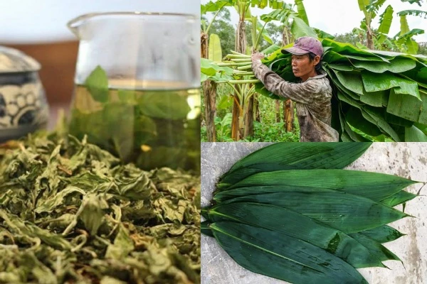 Bất ngờ 3 loại lá xưa vứt đi nay giúp người dân “hốt bạc”