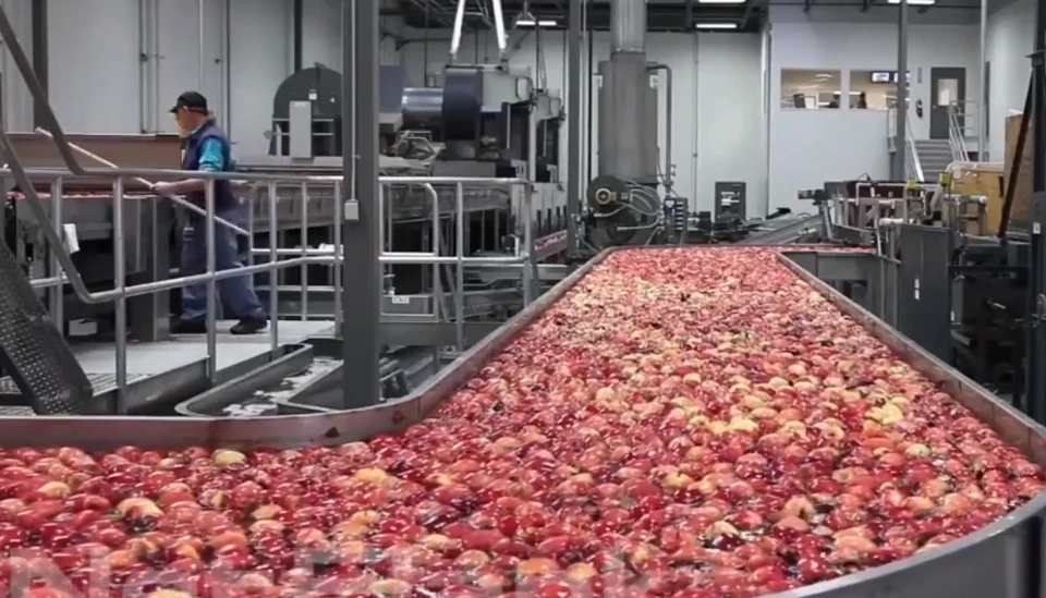 "Đột nhập" soi quy trình đóng gói táo nghiêm ngặt ở nước ngoài