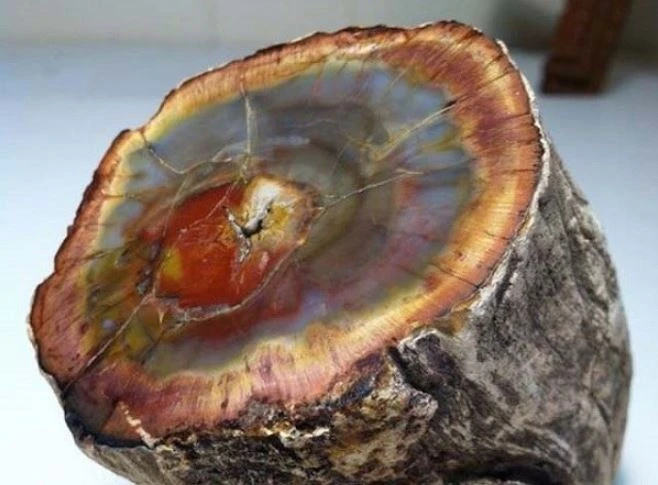 Tận thấy loại gỗ quý hơn 600 tỷ, có tại Việt Nam