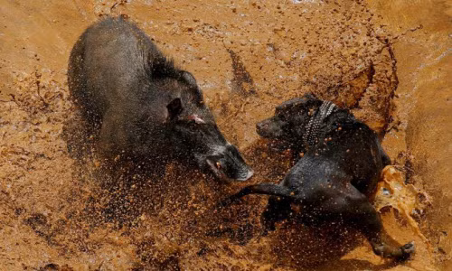 Ảnh động vật tuần: Cuộc chiến ác liệt giữa chó và lợn rừng