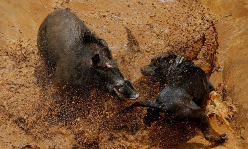 Ảnh động vật tuần: Cuộc chiến ác liệt giữa chó và lợn rừng