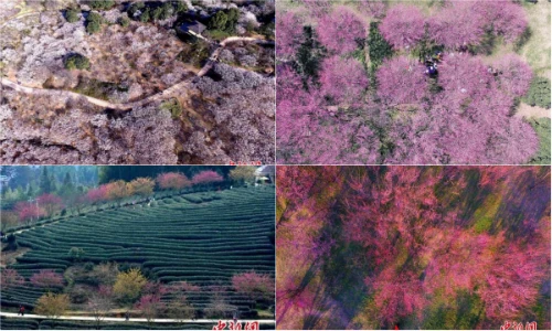 Ngây ngất với vẻ đẹp của những biển hoa từ trên cao