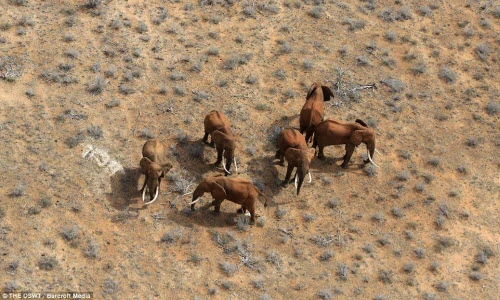 Ấn tượng ảnh động vật hoang dã nhìn từ trên cao