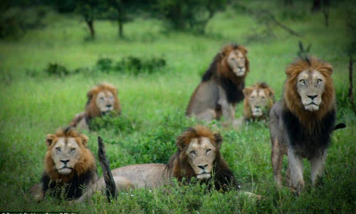 Tận mắt sư tử đực liên minh để bảo vệ lãnh thổ 