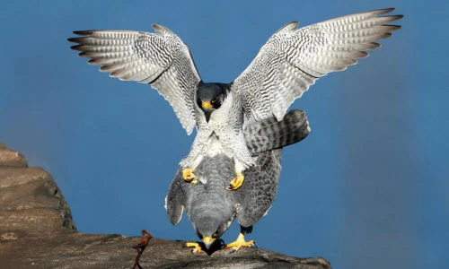 Ảnh động vật đẹp: Chữa sâu răng cho hổ, chim cắt giao phối