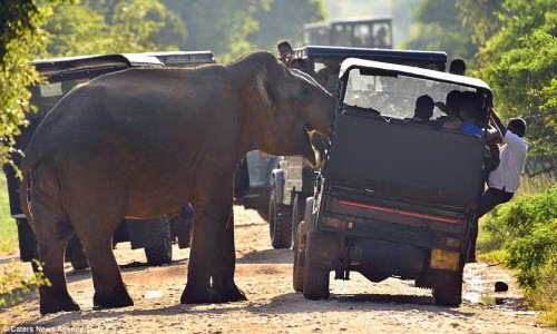Hãi hùng voi tấn công xe chở du khách kiếm ăn