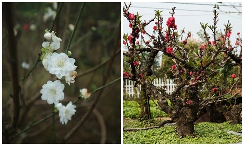 Chọn mua hoa đào độc lạ nào chơi Tết Kỷ Hợi?