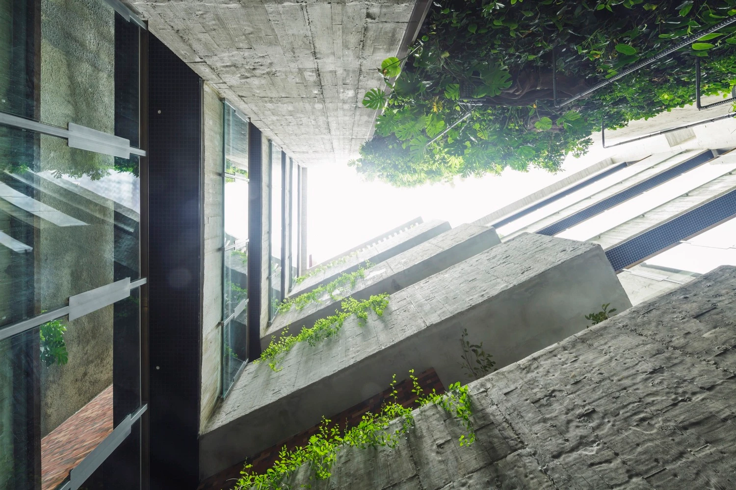 Mãn nhãn ngôi nhà như “thiên đường xanh ngát” giữa phố thị đông đúc