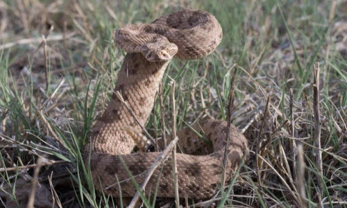 Ảnh động vật tuần: Rắn đuôi chuông gồng mình phòng thủ