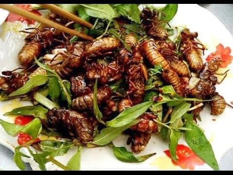 Dân nhậu lùng mua ve sầu non giá nửa triệu đồng/kg