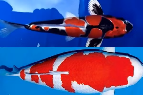 Giá ngang biệt thự, cá Koi đắt nhất thế giới có gì đặc biệt?